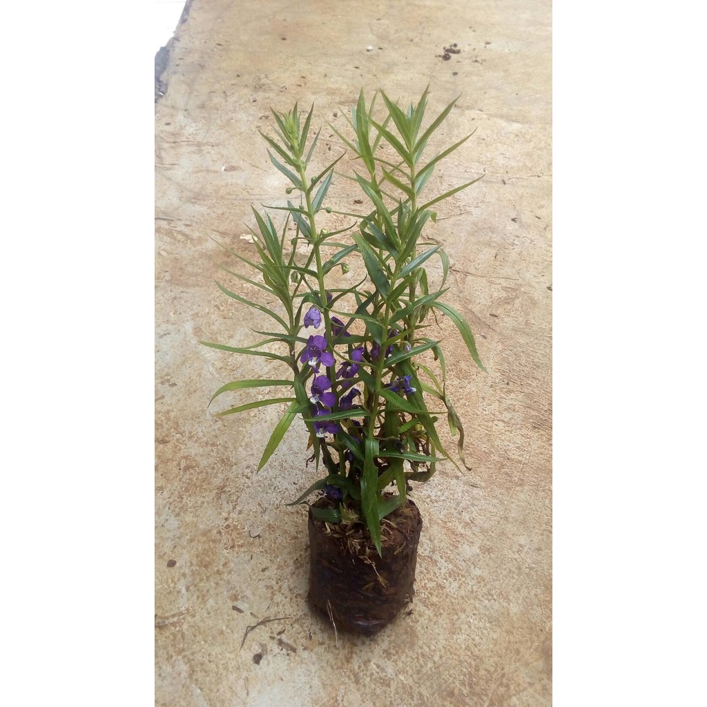 Promo Termurah Tanaman Lavender Tanaman Pengusir Nyamuk Pohon