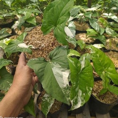 SYNGONIUM VARIGATA PUTIH (VARIGATA BAGUS)