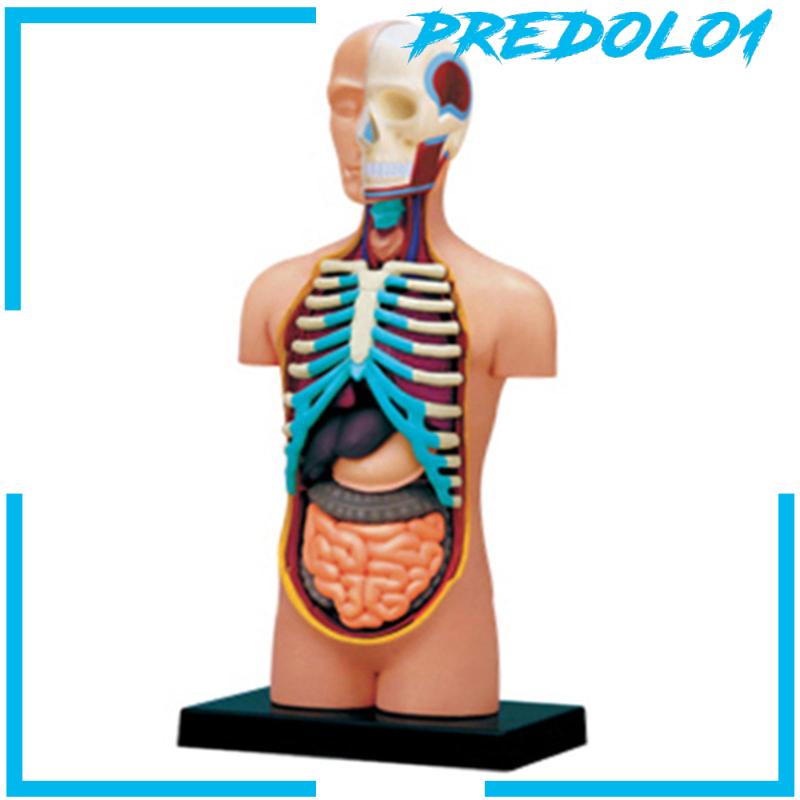 Human Body Organ Model Anatomical Model Learning Puzzle Toy