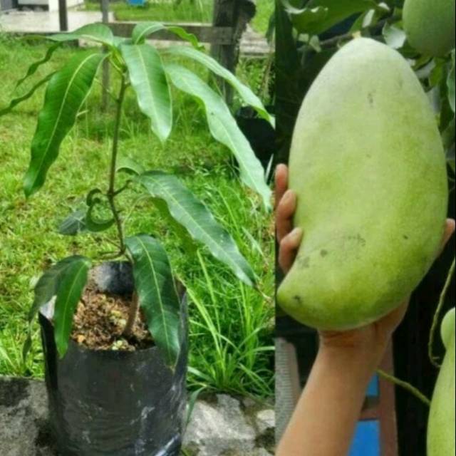 Bibit Tanaman Buah Mangga Mahatir Jumbo