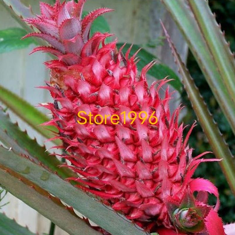 

paket hemat 300 gram nanas merah muda segar