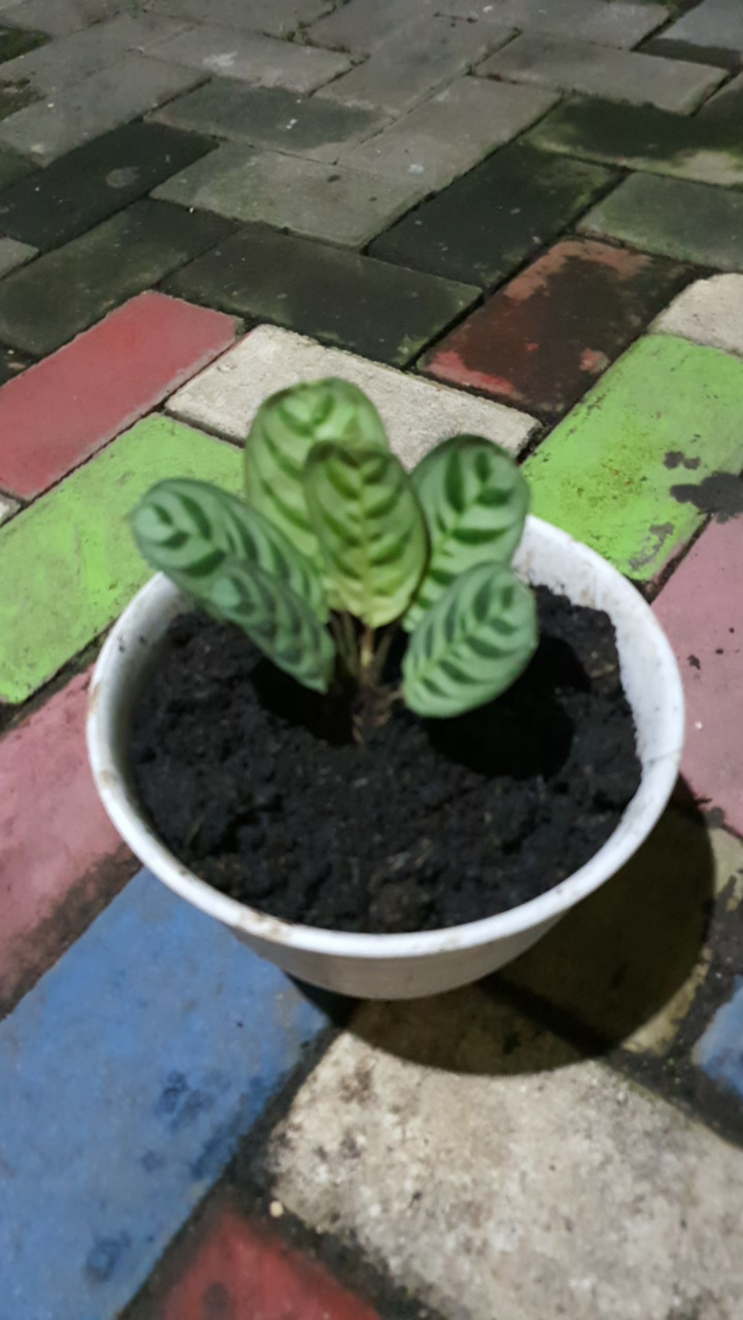 Paket Calatea-meranti-meranta