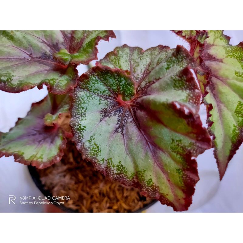 Begonia rex escargot/Begonia keong pelangi
