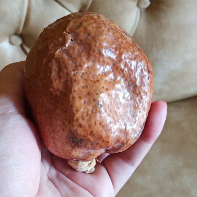 

ECER BUAH DZURIAT MAHASIN