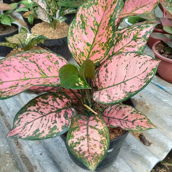 tanaman hias bunga aglonema lady valentine / ruby valentine