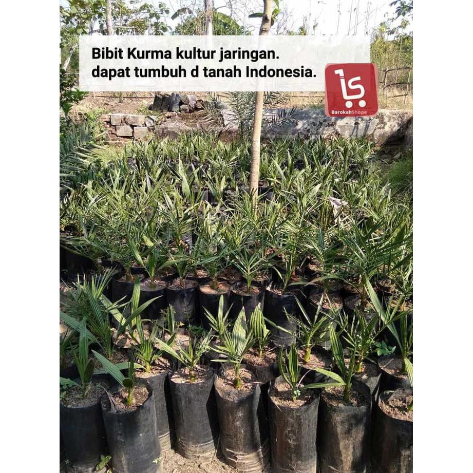 BIBIT KURMA KULTUR JARINGAN / BIBIT POHON KURMA SUPER N3NG