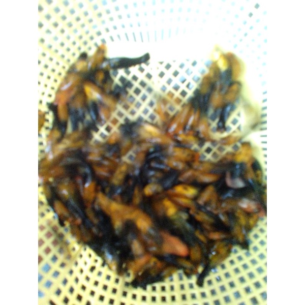 Paket 100 ekor golden black molly