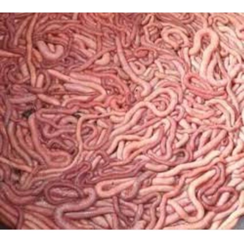 cacing nipah ukuran C