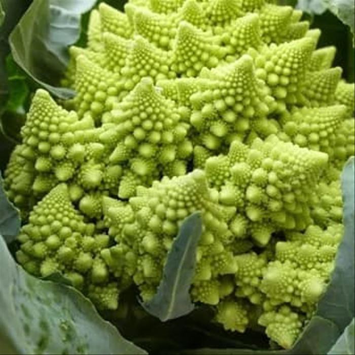Benih Biji Bibit Cauliflower Romanesco Repack Mr Fothergills