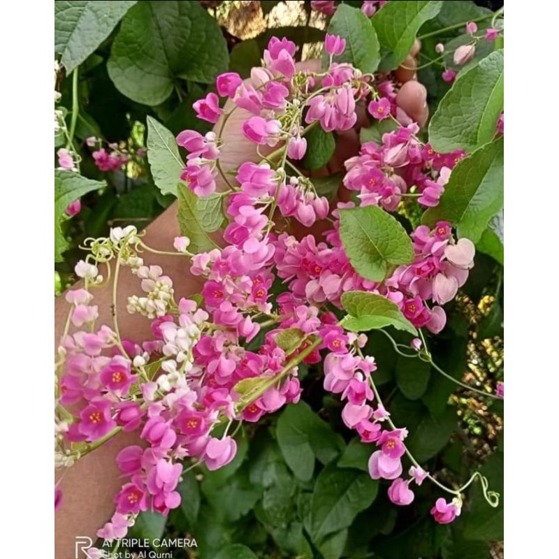 Bibit bunga AMP ( Air Mata pengantin )