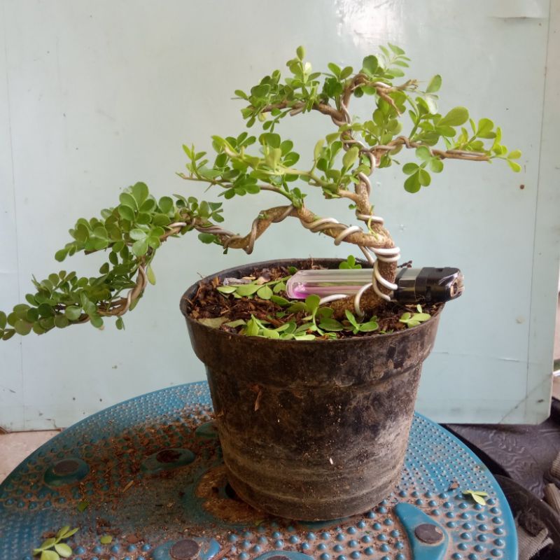 Bonsai Mame Kawista