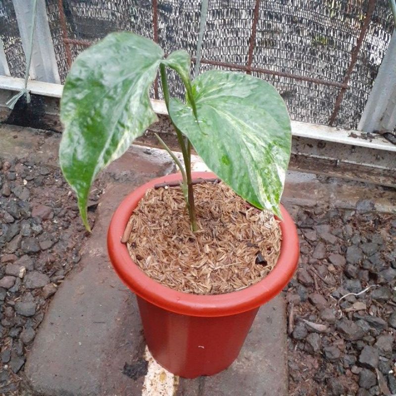 amydrium zippelianum variegata