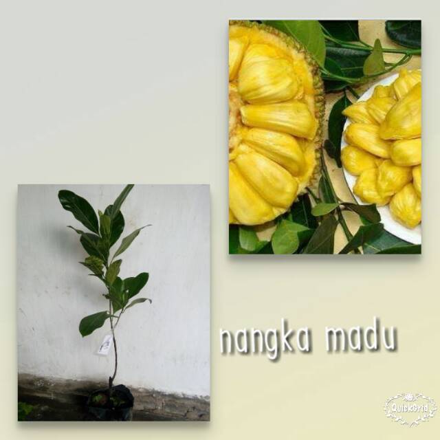 Bibit Nangka Madu