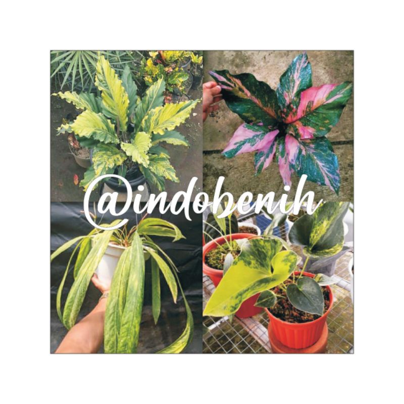 PROMO bibit anthurium paket 4 biji antorium glombang cinta.hukeri pink.dasi varigata.corong varigata