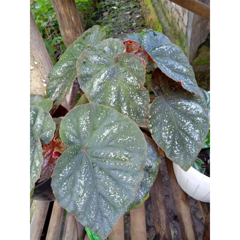 Jual Begonia Salju Begonia Tanaman Hias Shopee Indonesia