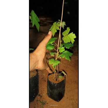 Bibit Anggur Jupiter / Bibit Tanaman Anggur