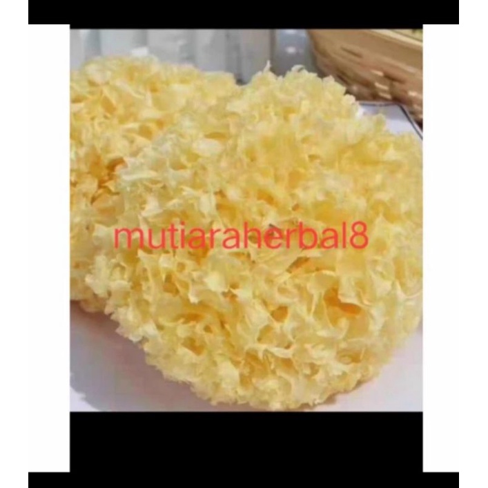 

Jamur salju satu bulat / jamur putih /snow white fungus