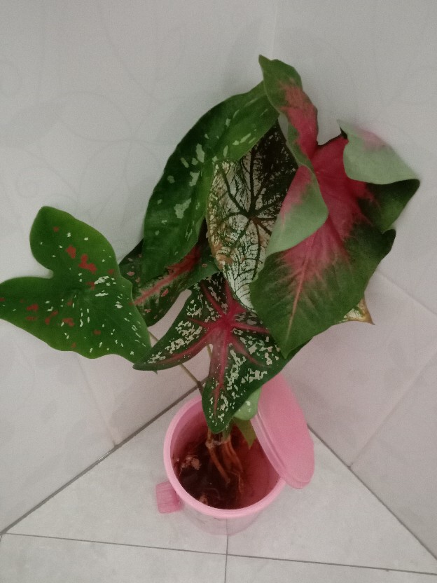 Tanaman Hias Keladi Army/caladium Army