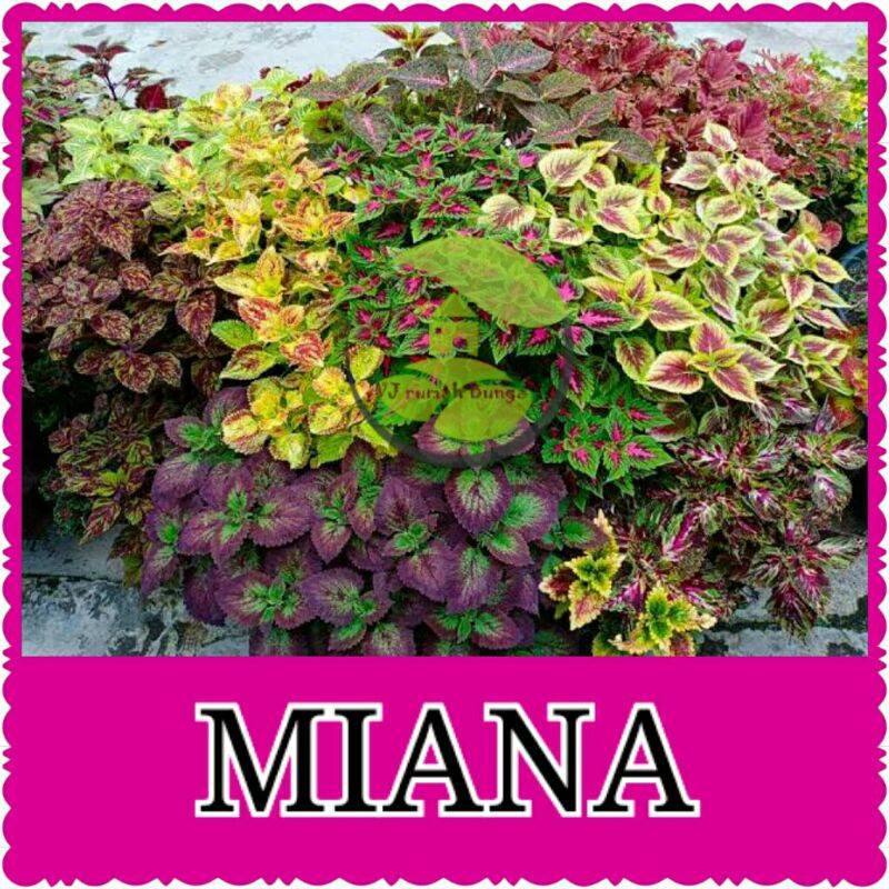 Benih Bibit Bunga Tanaman Hias Benih Bunga Unggul-miana mix