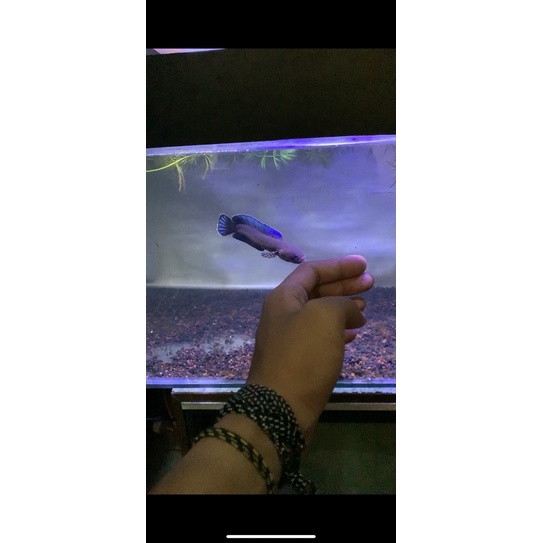 chana andrao 12cm mental flaring tangan