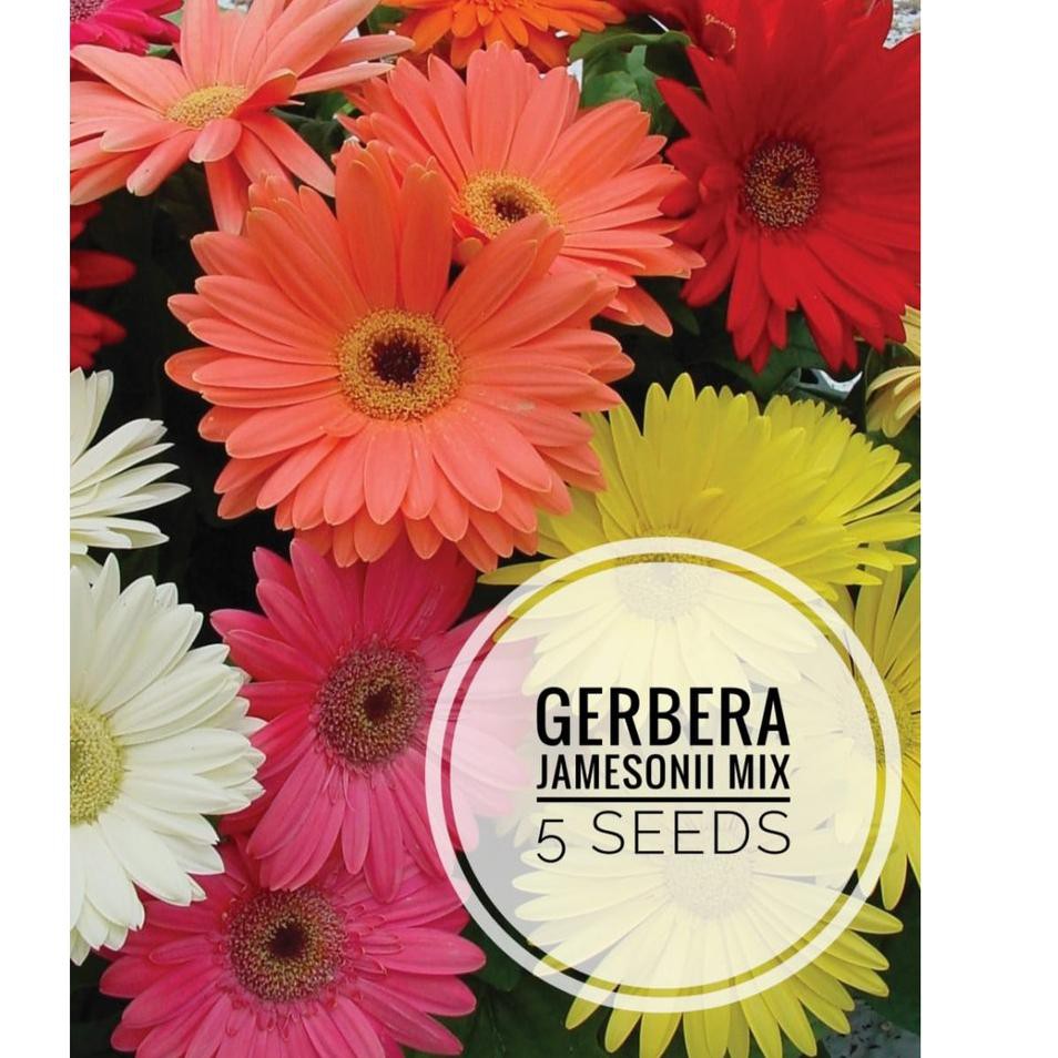 

BELI Gerbera Jamesonni mix 5 BenihPack