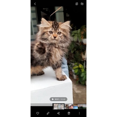 kucing mainecoon x Norwegian 3 bulan