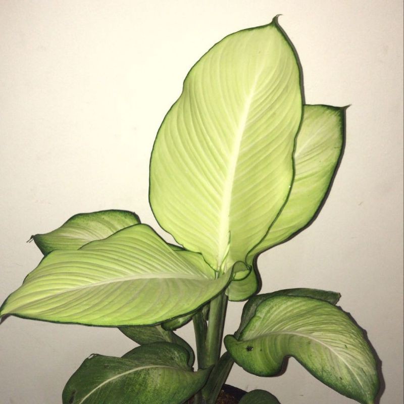 Aglonema Blanceng tissue - tanaman hias - aglonema Blanceng tissue.