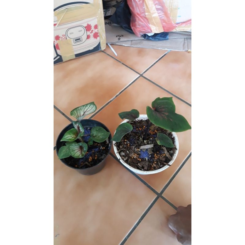 

paket caladium import