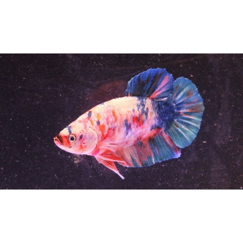 Cupang Koi Galaxy Multicolor Dewasa (Cupang Hias Kekinian)