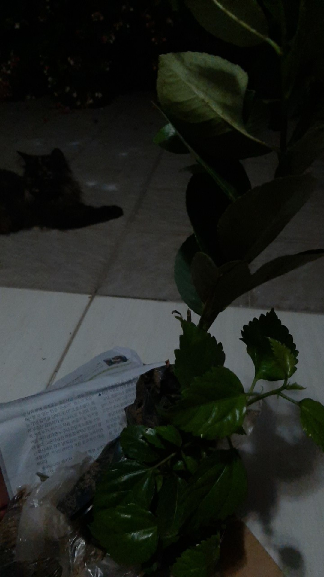 Bibit Tanaman Bunga Sepatu Ganda Pohon Bunga Sepatu Double Ungu Kuning Merah Pohon Kembang Sepatu