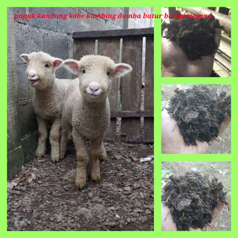 pupuk kandang kohe kambing domba batur /1 kg