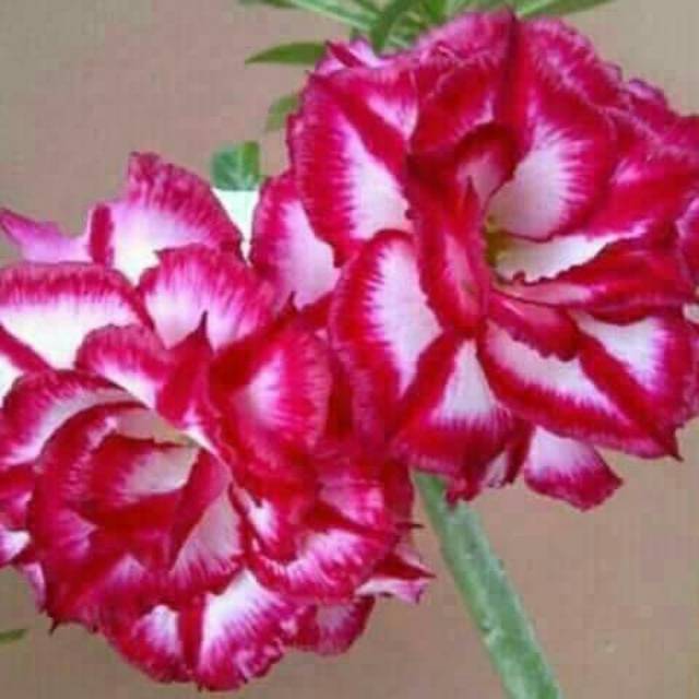 Bibit Adenium Tumpuk