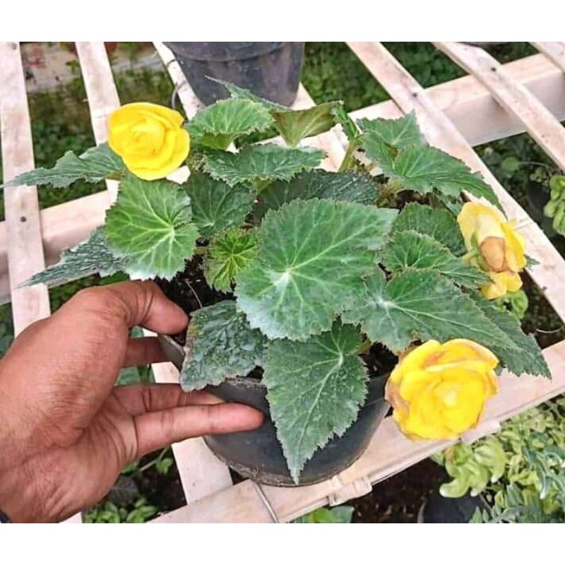 begonia mawar