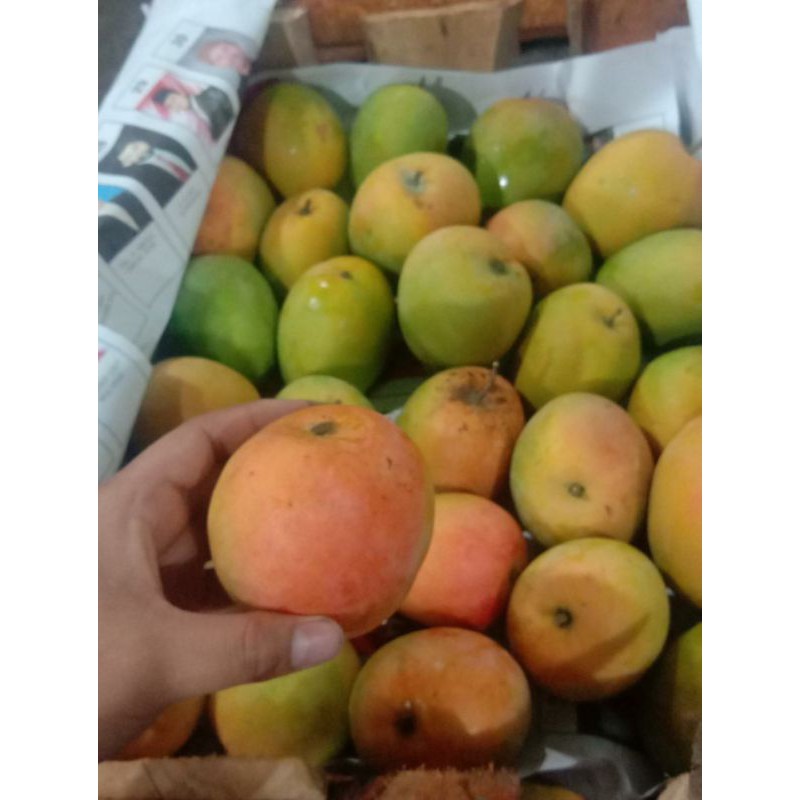 

mangga gedong 1kg |gedong gincu|mangga gincu asli|mangga gedong gincu|buah segar bandung|nuri fruits|mangga gedong|buah ramadhan