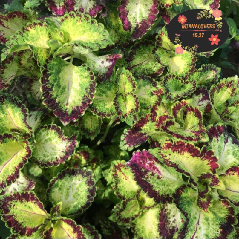 Tanaman Hias Arjuna Premium (Miana)