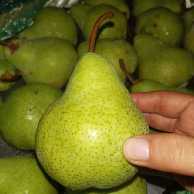 

PEAR HIJAU PACKHAM MANIS SEGAR