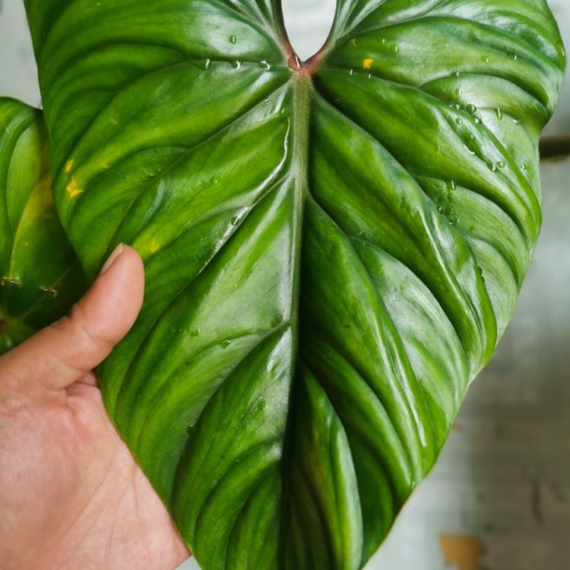 PHILODENDRON PLOWMANII