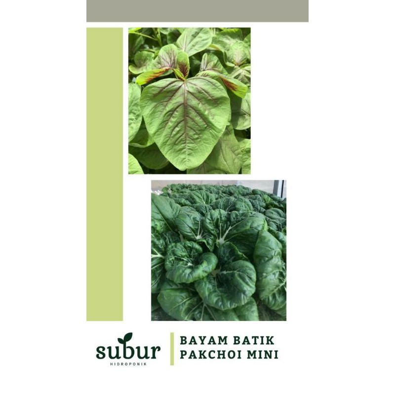 

Pakchoi Mini (250 gr)