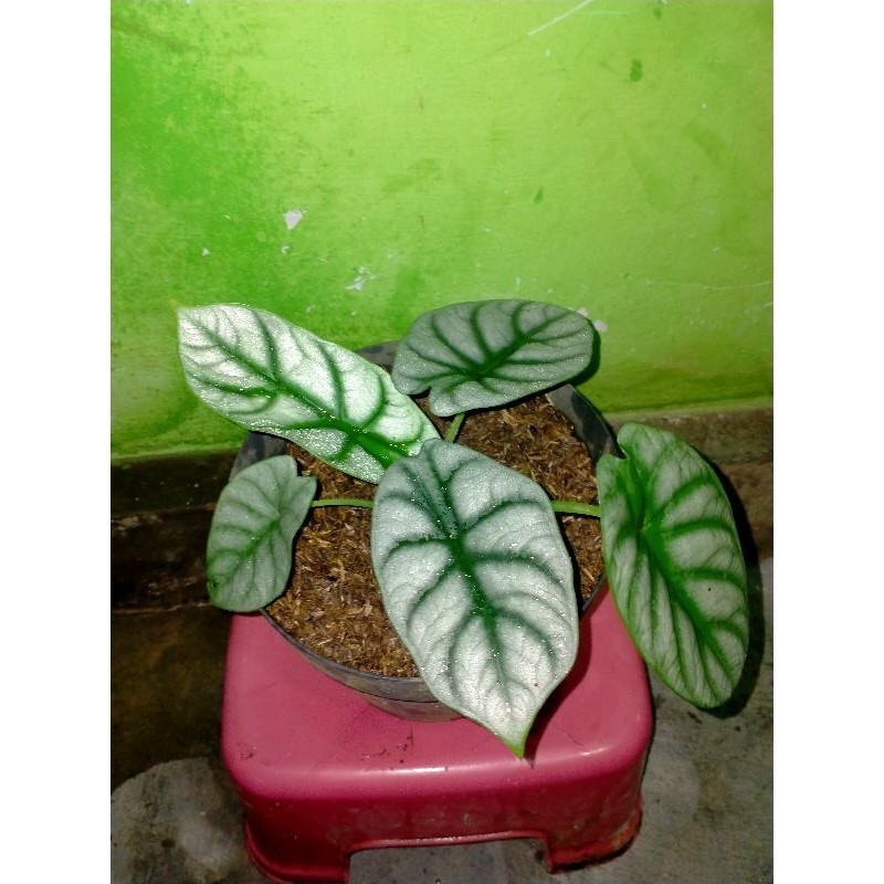 KELADI TENGKORAK SILVER REMAJA