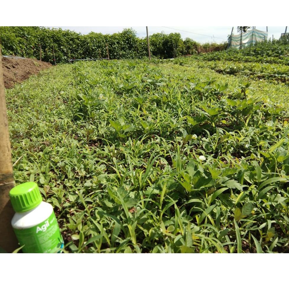 [KODE BARANG CD781] OBAT RUMPUT AGIL 100 EC PADA TANAMAN KACANG TANAH KEDELAI BAWANG MERAH TEMBAKAU 