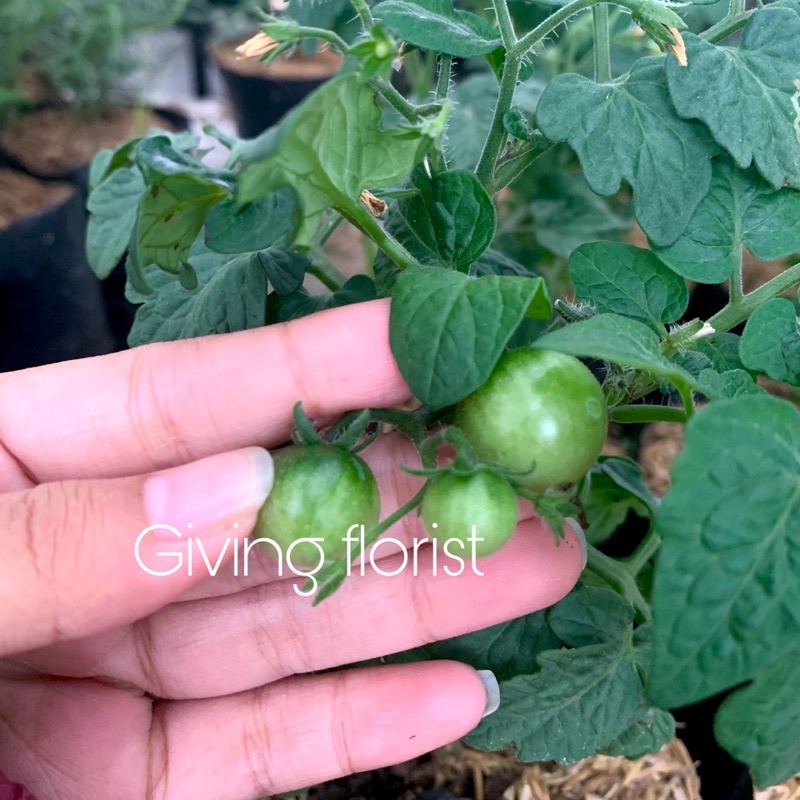 Bibit Tanaman sayur Tomat Cherry / Ceri Sudah berbunga dan Berbuah