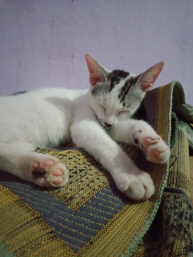 Tas Belanja  Anyam Kecil Elegan Termurah