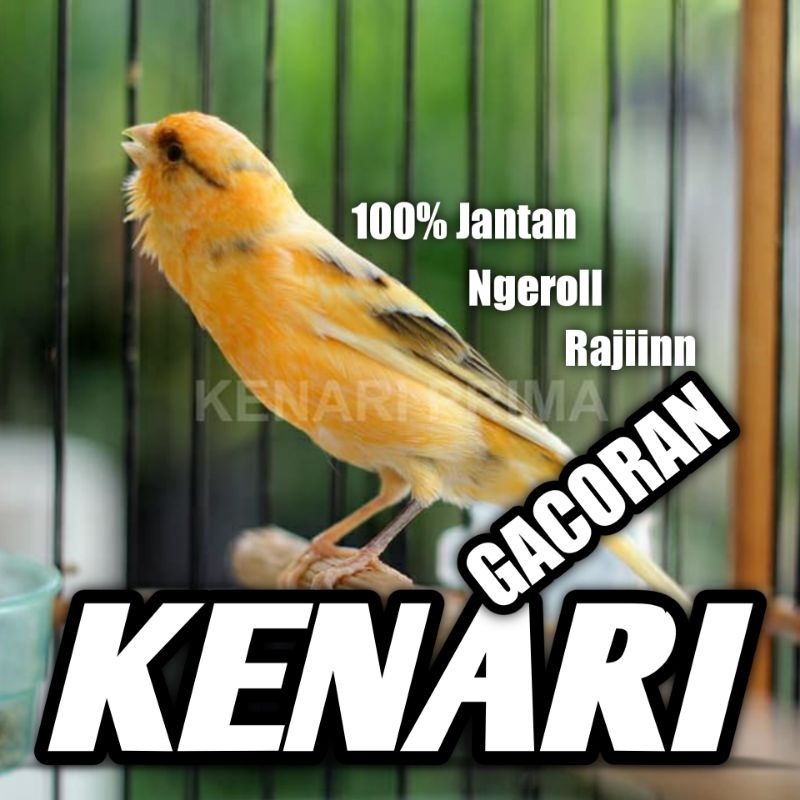 Burung Kenari Jantan Gacoran Rawatan
