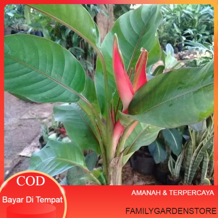 tanaman hias heliconia - pisang pisangan bali - heliconia mini Termurah Terlaris