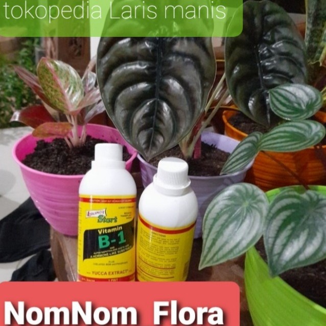 pupuk vitamin b1 liquinox start 500 ml