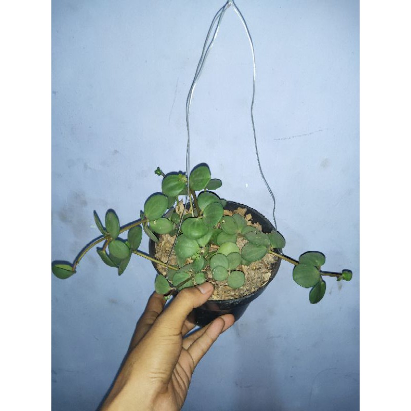 Hoya hope - tanaman hias Hoya hope - tanaman Hoya - Hoya - tanaman gantung