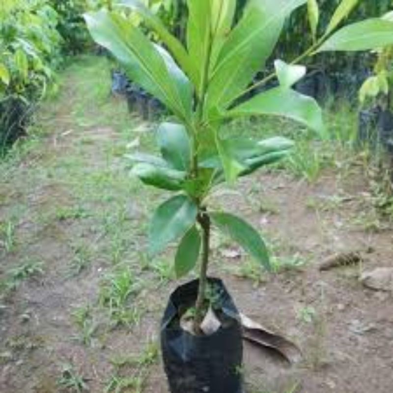 bibit buah sawo Kecik/pohon sawo kecik