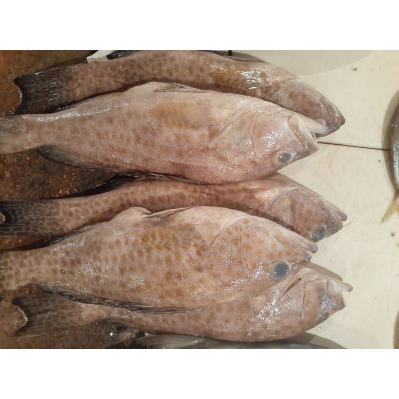 

ikan kerapu fresh 500 gram/ikan segar
