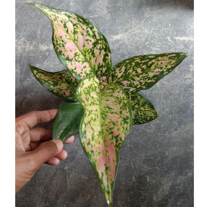 Aglonema Rubby Oren- Rubby lokal-Rubby murah