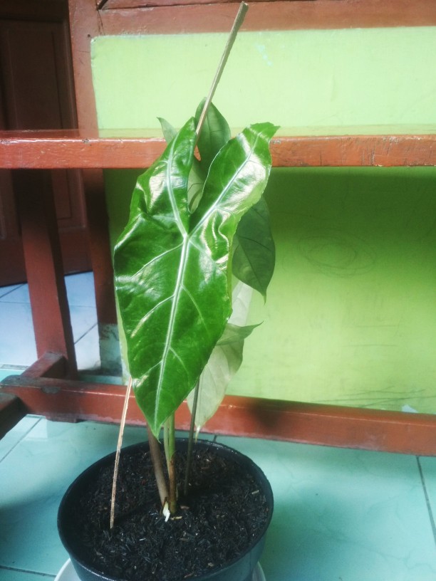 Tanaman Hias Keladi  Alocasia Silver /keladi Liku Sp Hutan